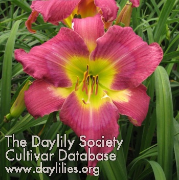 Daylily Real Life Drama